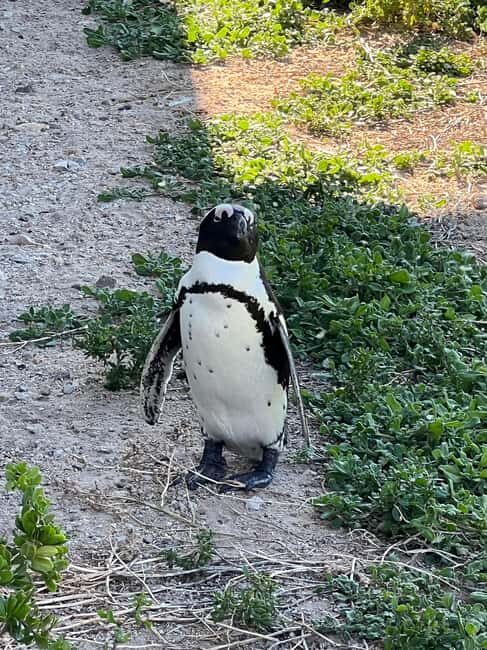 Cape of Good Hope and Penguins Private Tour with Entry Fees - Who Should Take This Tour?