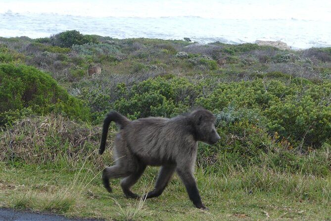 Cape of good hope and penguins small group Tours - Key Points