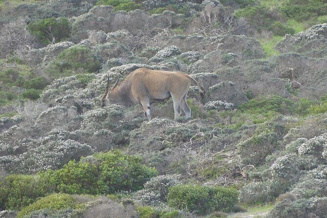 Cape of good hope and penguins small group Tours - The Practical Side: Transportation, Timing, and Value