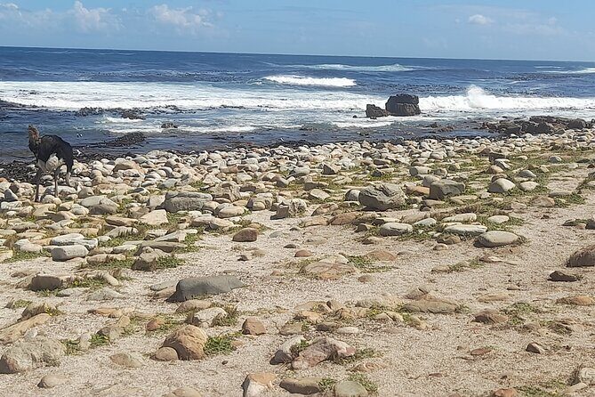 Cape of good hope and penguins small group Tours - FAQ