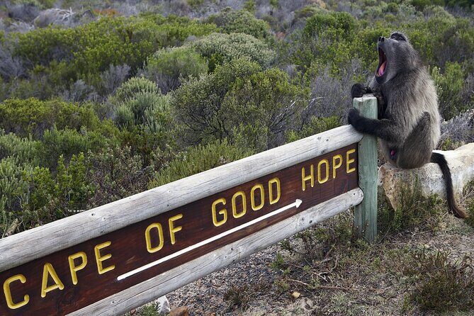 Cape of Good Hope & Boulder Penguins Full-Day Tour from Cape Town - Transportation, Group Size, and Overall Value
