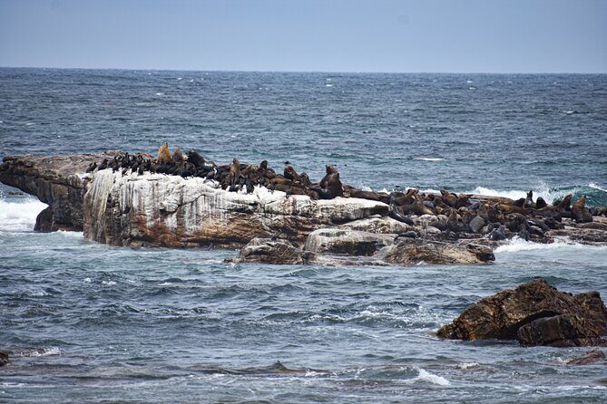 Cape of Good Hope & Boulders Beach Private Tour (Including Lunch) - An In-Depth Look at the Itinerary