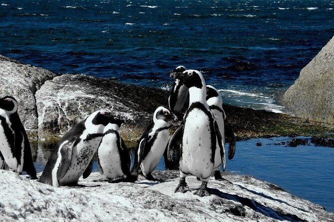 Cape of Good hope, Cape Point & Penguins, Private Morning Tour - The Sum Up: Who Will Love This Tour?