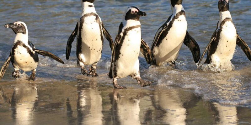 Cape of Good Hope, Chapman's Peak Drive, Penguins , Seals - Exploring the Cape of Good Hope and Beyond: A Detailed Review of the Cape Peninsula Tour
