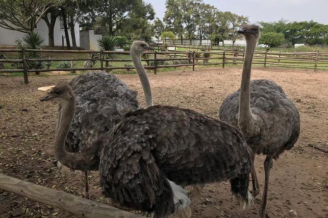 Cape of Good Hope & Penguins Full Day Tour From (The Mother City) Cape Town. - FAQ