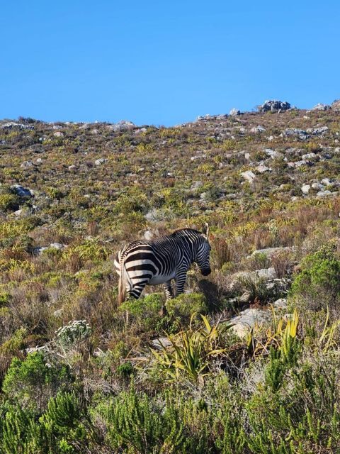 Cape of Good Hope & Penguins Private Tour - What To Expect in Terms of Logistics
