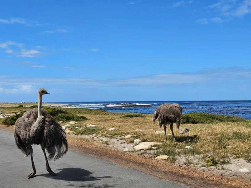 Cape of Good Hope & Penguins Private Tour - Who Would Enjoy This Tour Most?