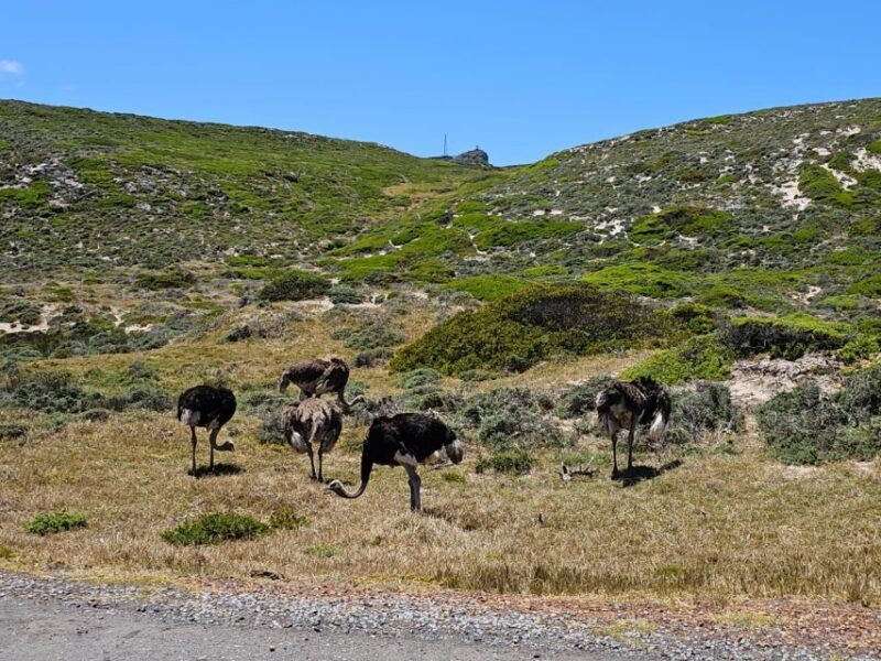 Cape of Good Hope & Penguins Private Tour - Final Thoughts