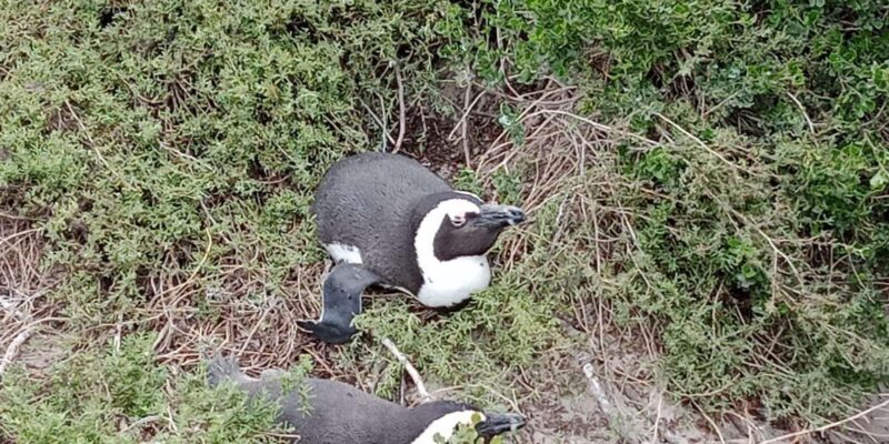 Cape of Good Hope & Seal Island Cruise" - FAQ