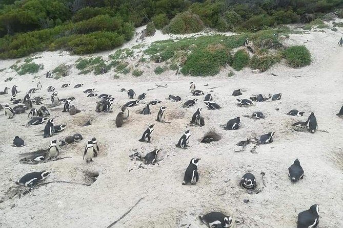 Cape of Goodhope Tour a Full Day Exploring the Cape Peninsula - An Overview of the Cape of Good Hope Tour
