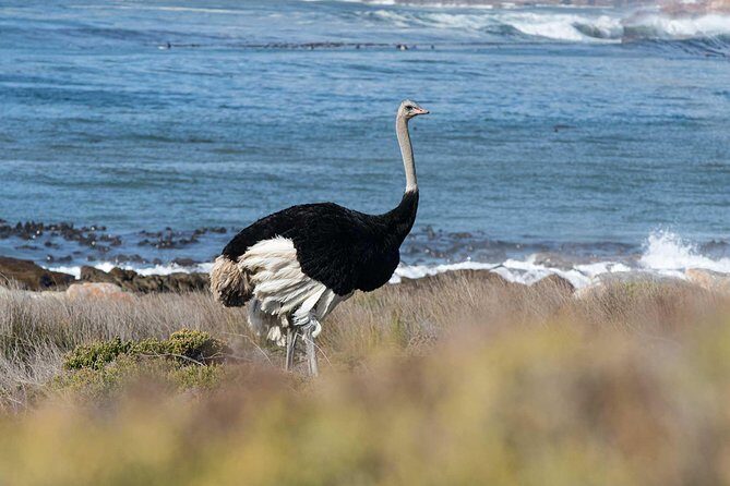 Cape Peninsula and Boulders Full Day Tour with Private Transfer - What’s Included and What to Expect