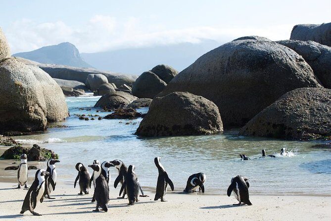 Cape Peninsula and Boulders Full Day Tour with Private Transfer - Who Will Love This Tour?