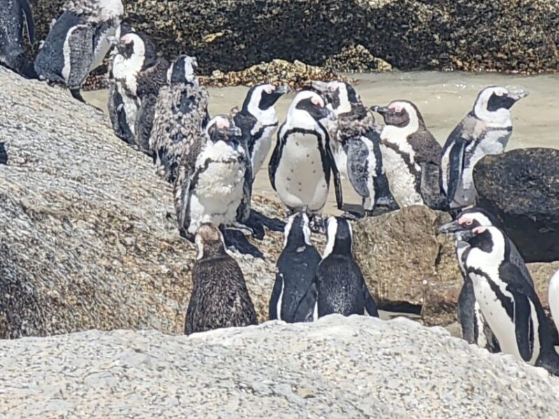 Cape Peninsula Full Day Tour In Private Car - Key Points