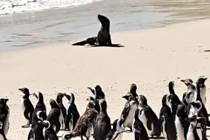 Cape Peninsula Tour Cape Town City - A Deep Dive into the Tour Experience