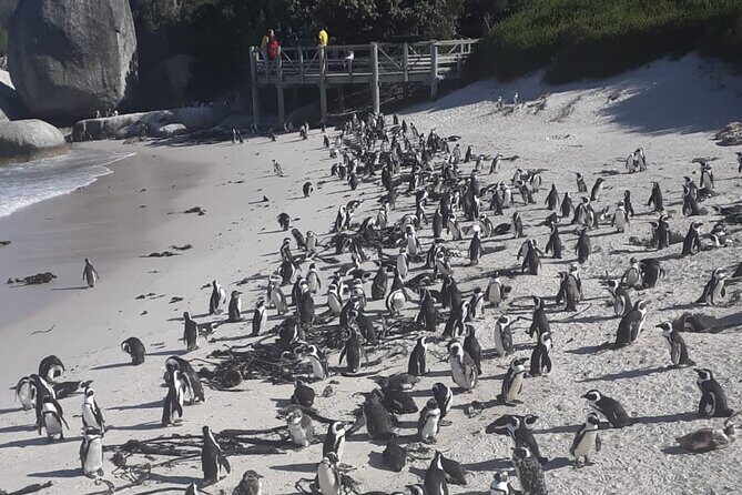 Cape Peninsula Tour Cape Town City - Who Is This Tour Best For?