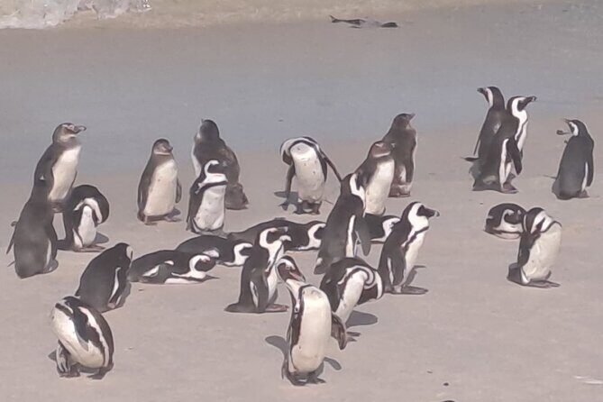 Cape Point and Boulder's Penguins Full Day Tour - Who Will Love This Tour?