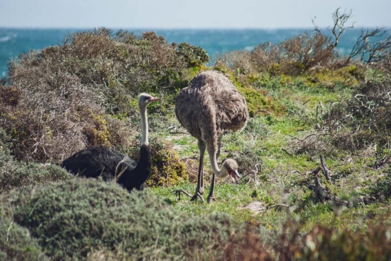Cape Point and the Cape of Good Hope private tour - Timing and Flexibility