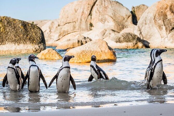 Cape Point Full Day Tour - Final Thoughts: Who Should Book This Tour?