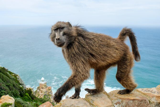 Cape Point Private Nature Tour & Hike - The Iconic Chapman’s Peak Drive