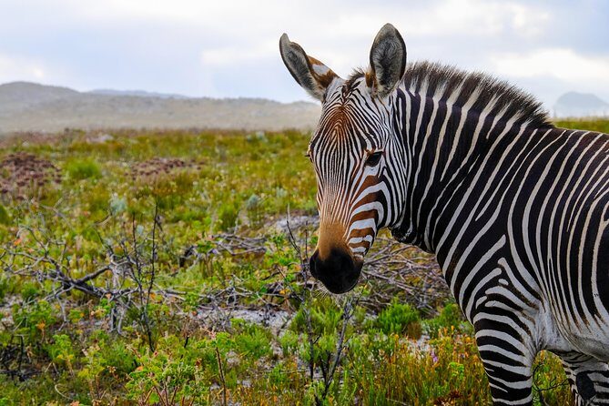 Cape Point Private Nature Tour & Hike - Who Would Love This Tour?