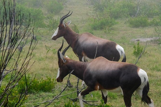 Cape Point Private Nature Tour & Hike - FAQs About the Cape Point Private Nature Tour & Hike