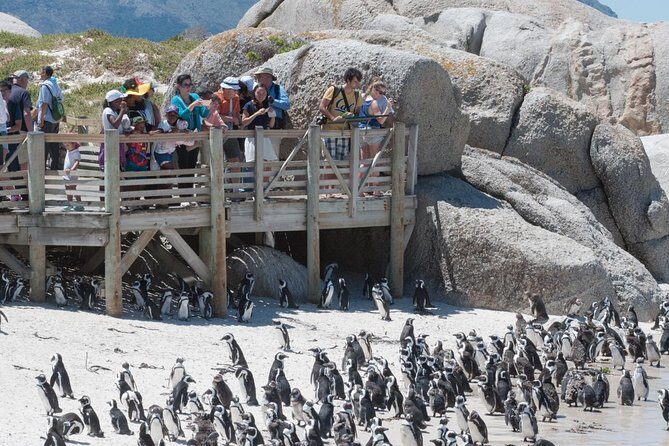 Cape Point Sightseeing Tour including Cape of Good Hope full day from Cape Town - What to Expect from the Tour