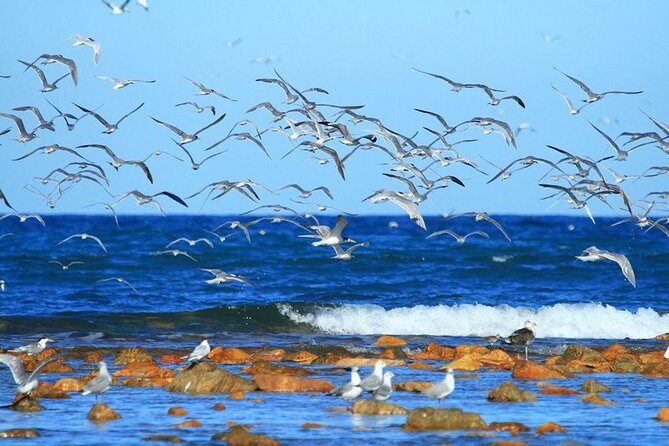 Cape Recife, Lighthouse and 4x4 Grysbok Reserve - HD14 - Key Points
