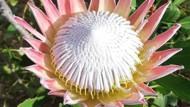 Cape Road Trip, Kirstenbosch Gardens Tour, 3-Course Lunch - What Makes This Tour Stand Out?