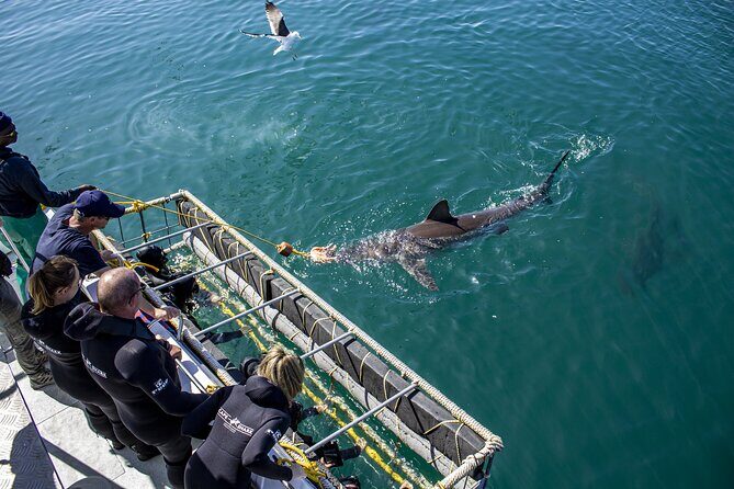 Cape Shark Diving Adventures - Who Is This Tour Best For?