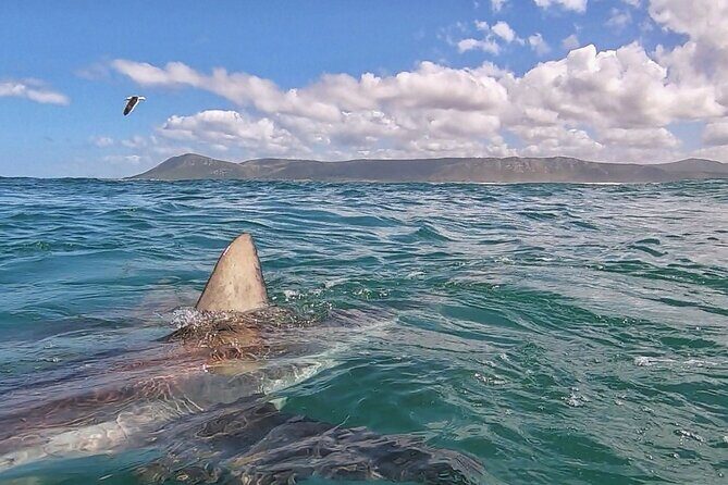 Cape Shark Diving Adventures - FAQs