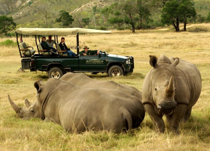 Cape Town: 2-Day Wildlife Tour with Safaris and Luxury Stay - The Experience: What Travelers Are Saying