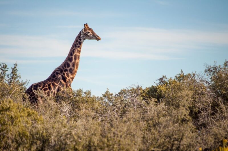 Cape Town: 2-Day Wildlife Tour with Safaris and Luxury Stay - Final Thoughts: Is This Tour for You?