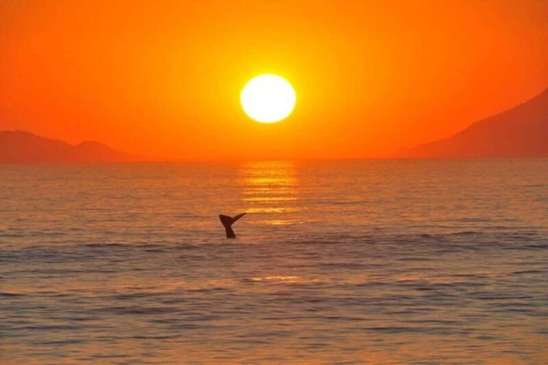 Cape Town: 2-Day Wow : Hermanus, Penguins & optional Zipline - Practicalities and Tips