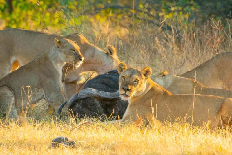 Cape Town: 3-Day Inverdoorn Safari with Accommodation - Key Points