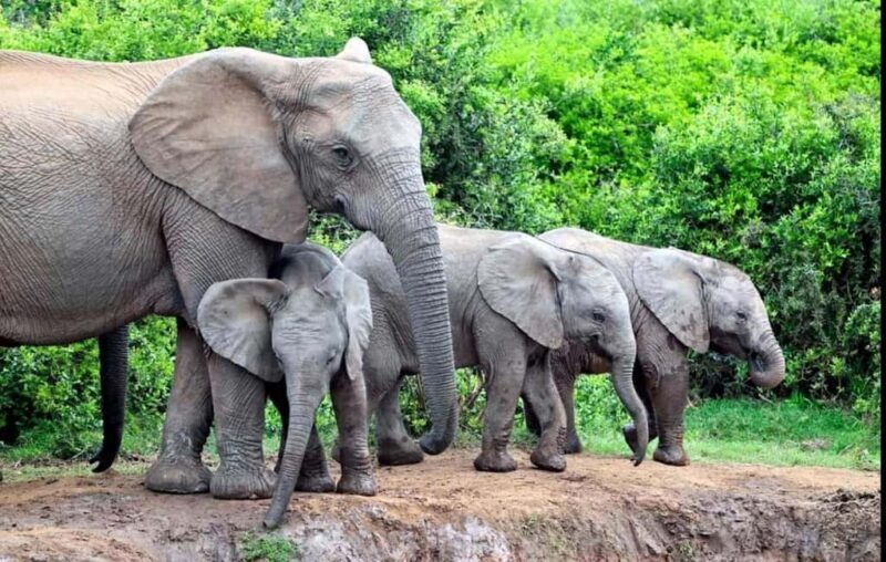 Cape Town: 5-Day Garden Route &Addo Elephant Port Elizabeth - A Practical Breakdown of the Tour