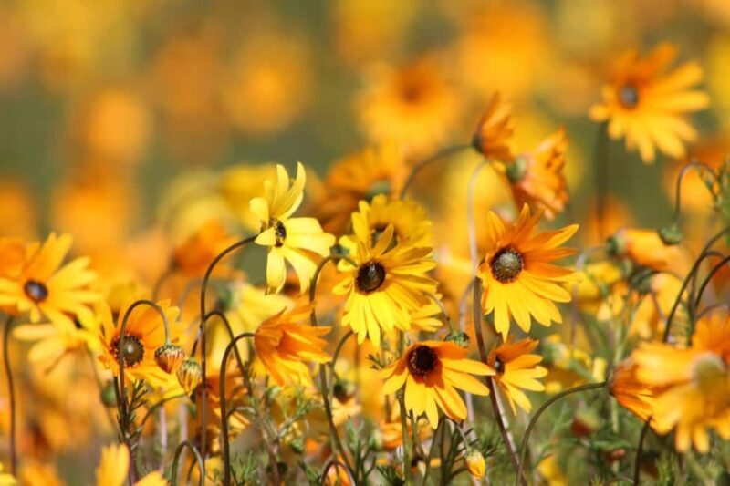 Cape Town: 5-Day West Coast Flower Tour - What Makes This Tour Stand Out?