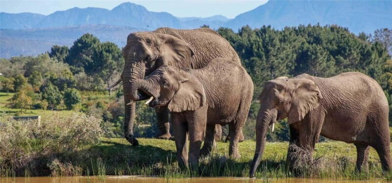 Cape Town: 7-Day Small Group Experience of the Garden Route - What’s Included and What to Expect