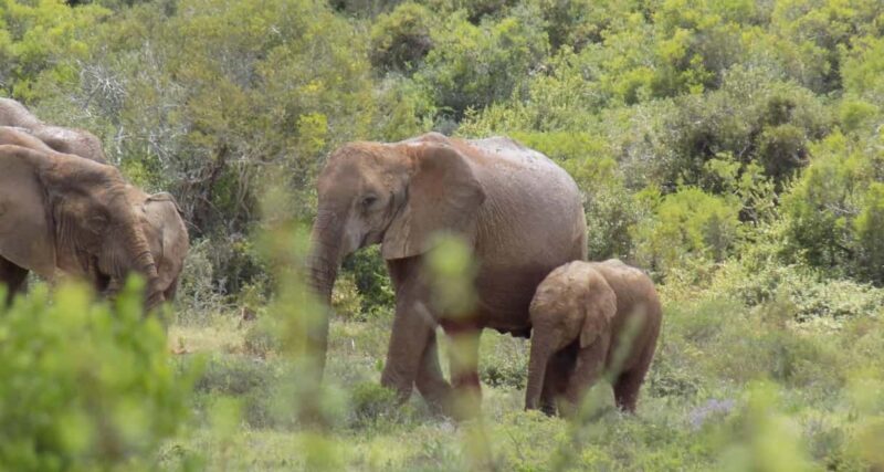 Cape Town: 9-Day Cape Coastal & Garden Route with Addo Tour - An In-Depth Review of the 9-Day Tour Experience