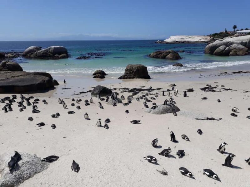 Cape Town: 9-hour Cape Point Private Guided Cycling Tour - An In-Depth Look at the Tour Experience