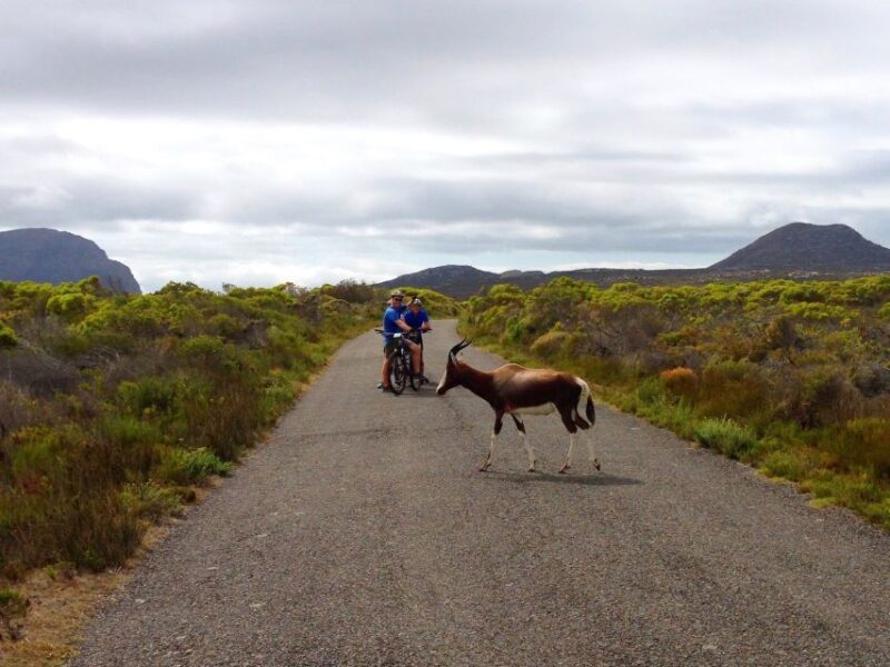 Cape Town: 9-hour Cape Point Private Guided Cycling Tour - Who Should Consider This Tour?