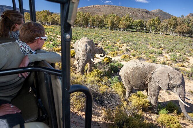 Cape Town Aquila Afternoon Safari with transport and lunch - Introduction