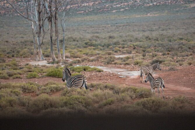 Cape Town Aquila Afternoon Safari with transport and lunch - Key Points