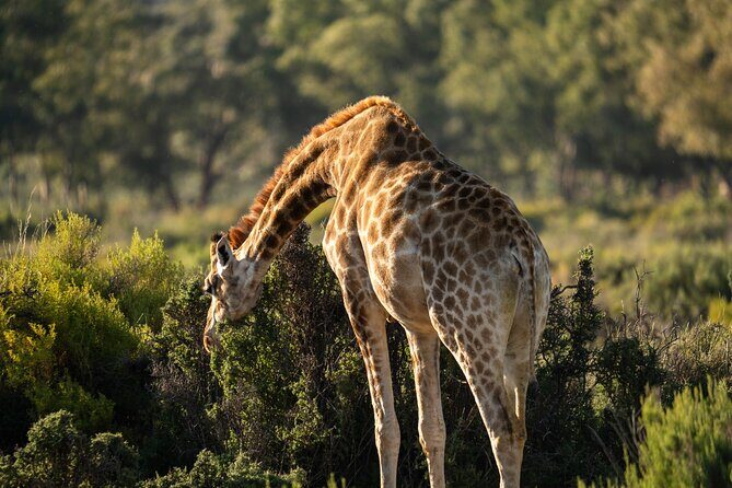Cape Town Aquila Afternoon Safari with transport and lunch - The Sum Up