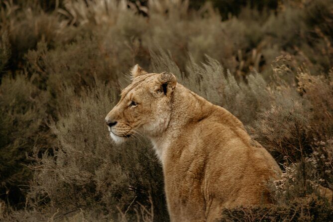 Cape Town Aquila Afternoon Safari with transport and lunch - FAQ