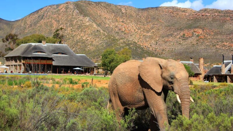 Cape Town: Aquila Big Five Safari with Transfers - Price and Value Analysis