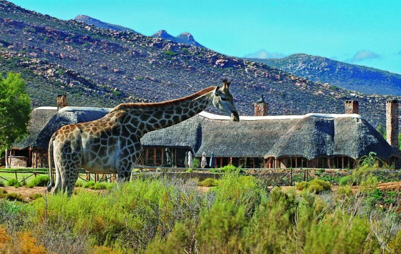 Cape Town: Aquila Game Reserve Day Entrance & Game Drive - Key Points