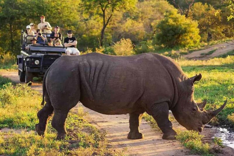 Cape Town: Aquila Game Reserve Safari with Breakfast & Lunch - Key Points