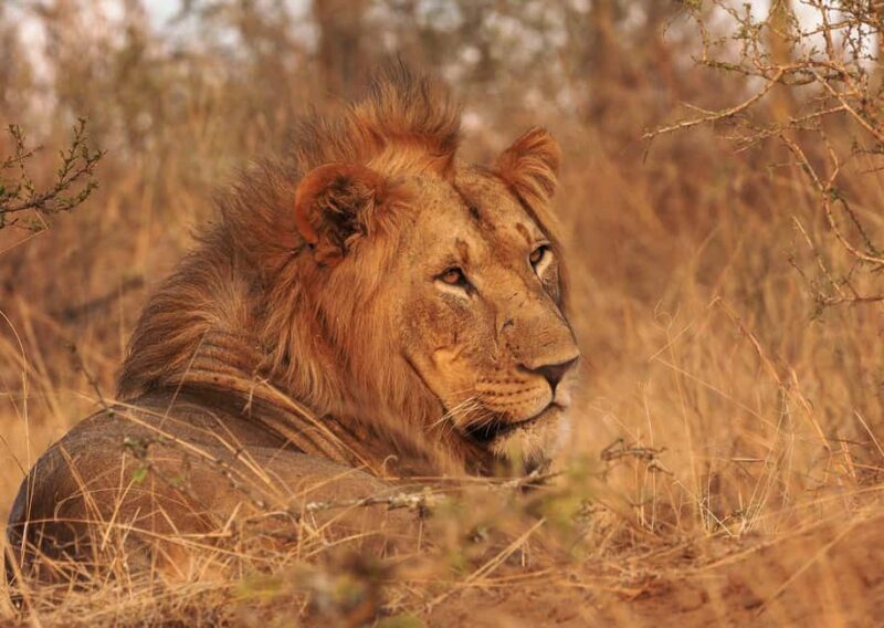 Cape Town: Aquila Game Reserve Safari with Breakfast & Lunch - Transport and Practicalities
