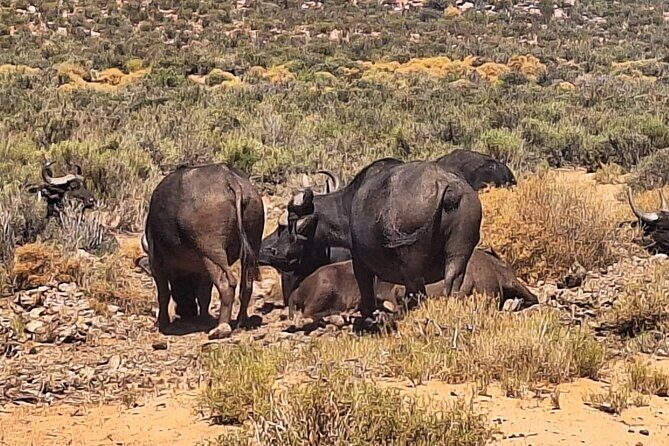 Cape Town Aquila Private Game Reserve Big Five Safari Adventure - The Experience in Detail