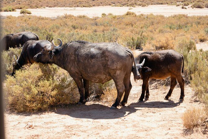 Cape Town Aquila Private Game Reserve Big Five Safari Adventure - Who Should Consider This Tour?